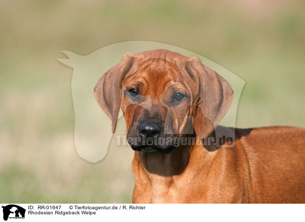 Rhodesian Ridgeback Welpe / RR-01647