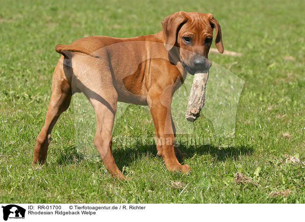 Rhodesian Ridgeback Welpe / Puppy / RR-01700