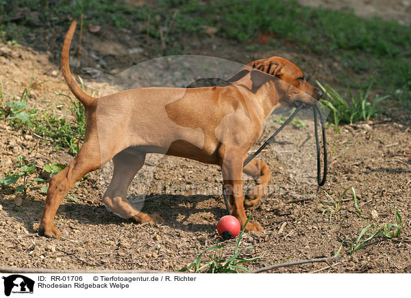 Rhodesian Ridgeback Welpe / RR-01706