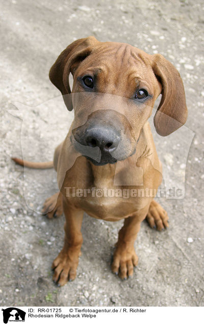 Rhodesian Ridgeback Welpe / RR-01725