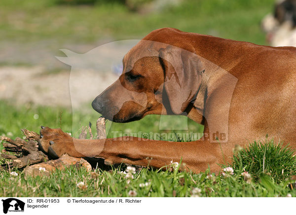 liegender / lying Rhodesian Ridgeback / RR-01953