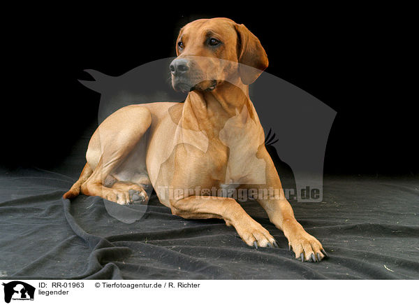 liegender / lying Rhodesian Ridgeback / RR-01963