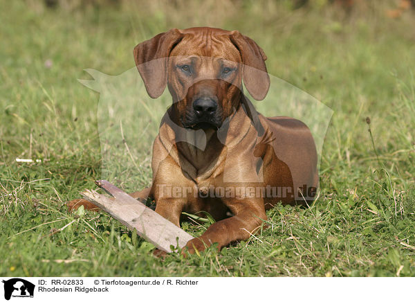 Rhodesian Ridgeback / Rhodesian Ridgeback / RR-02833