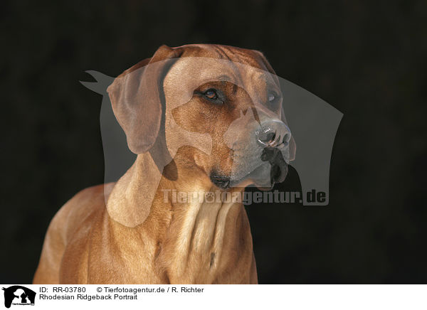 Rhodesian Ridgeback Portrait / RR-03780