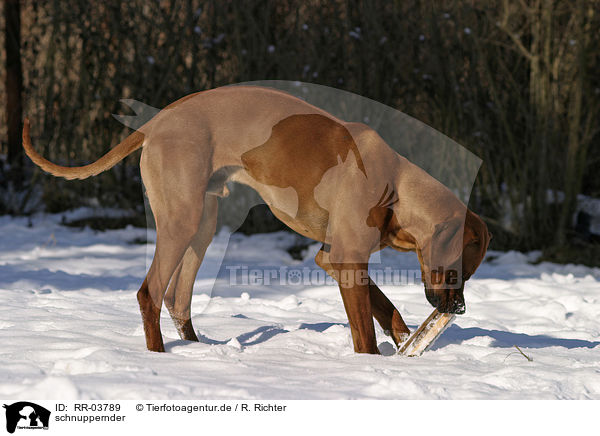 schnuppernder / snuffling Rhodesian Ridgeback / RR-03789