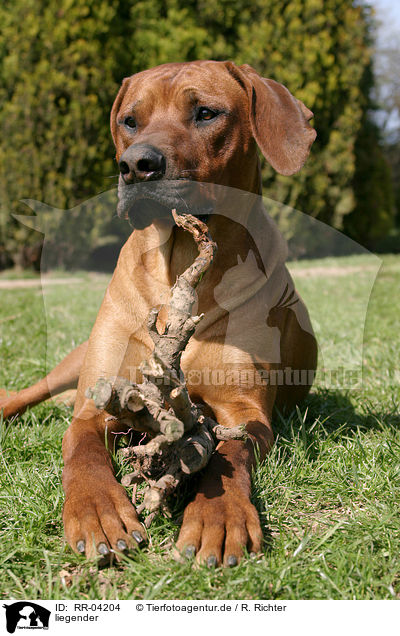 liegender / lying Rhodesian Ridgeback / RR-04204