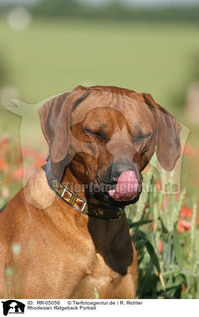 Rhodesian Ridgeback Portrait / Rhodesian Ridgeback Portrait / RR-05056