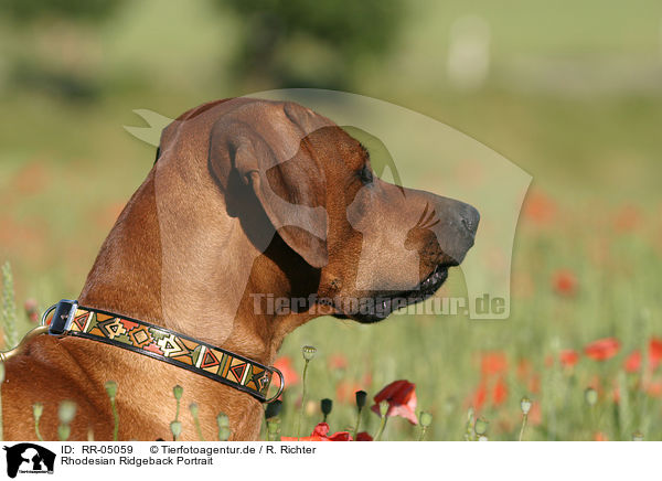 Rhodesian Ridgeback Portrait / Rhodesian Ridgeback Portrait / RR-05059