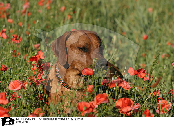 stehender / standing Rhodesian Ridgeback / RR-05066