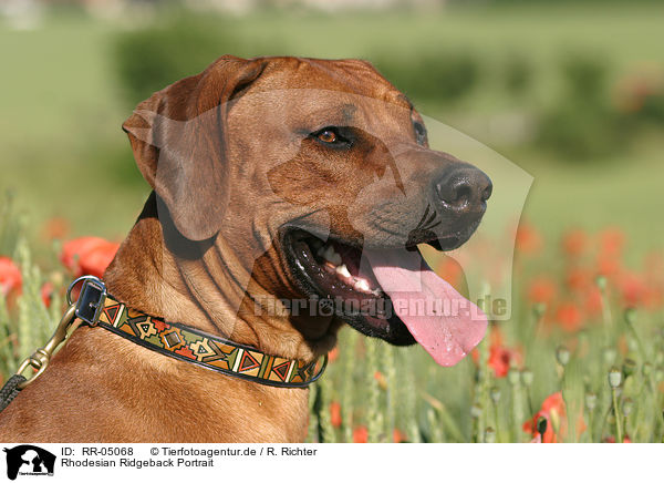 Rhodesian Ridgeback Portrait / Rhodesian Ridgeback Portrait / RR-05068