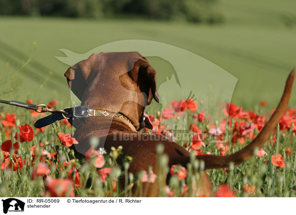 stehender / standing Rhodesian Ridgeback / RR-05069