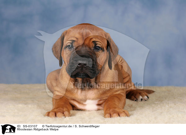 Rhodesian Ridgeback Welpe / SS-03107