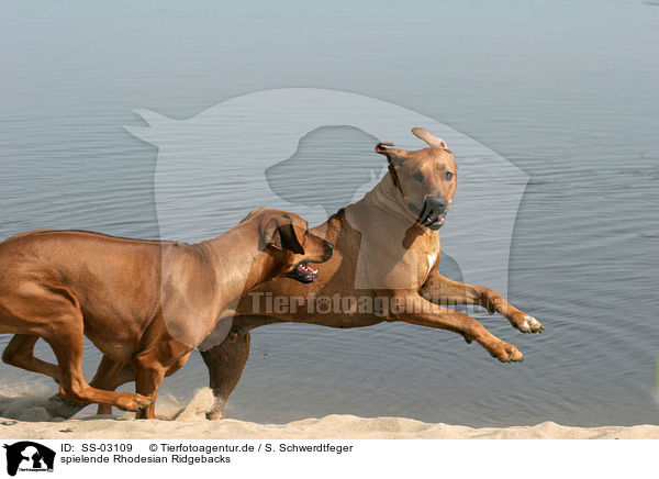 spielende Rhodesian Ridgebacks / playing Rhodesian Ridgeback / SS-03109