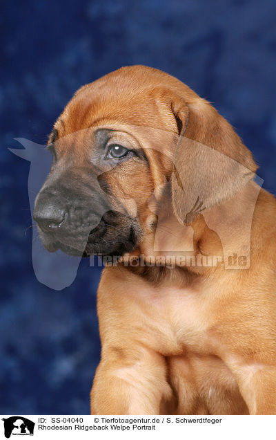 Rhodesian Ridgeback Welpe Portrait / Rhodesian Ridgeback puppy portrait / SS-04040