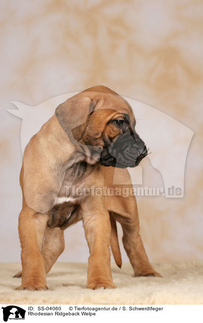 Rhodesian Ridgeback Welpe / SS-04060