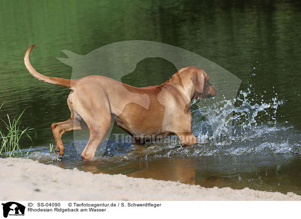 Rhodesian Ridgeback am Wasser / Rhodesian Ridgeback on the beach / SS-04090