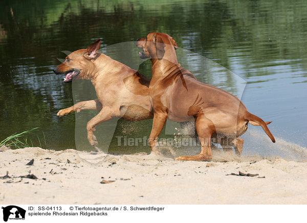 spielende Rhodesian Ridgebacks / SS-04113