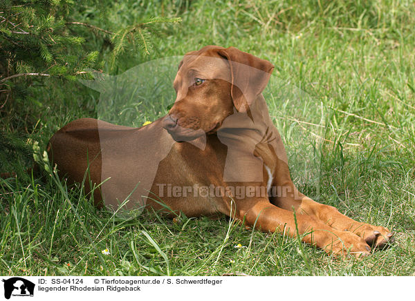 liegender Rhodesian Ridgeback / lying Rhodesian Ridgeback / SS-04124