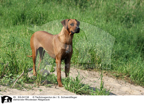 stehender Rhodesian Ridgeback / standing Rhodesian Ridgeback / SS-04138