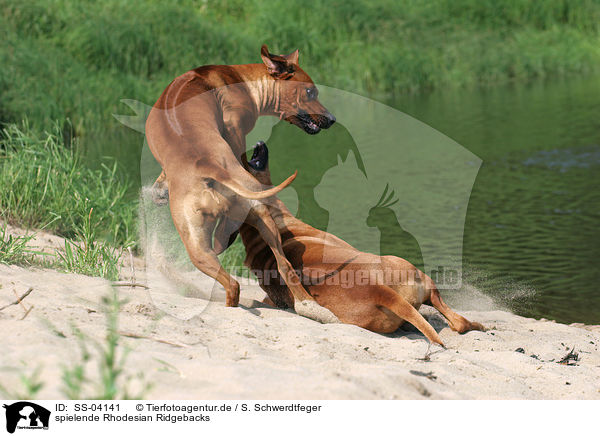 spielende Rhodesian Ridgebacks / playing Rhodesian Ridgebacks / SS-04141