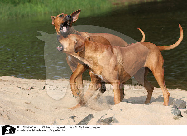 spielende Rhodesian Ridgebacks / SS-04143