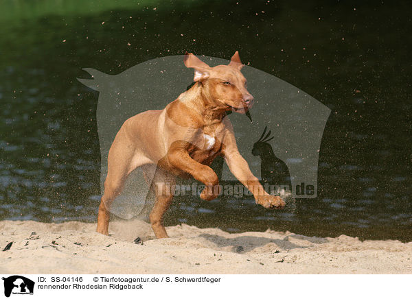 rennender Rhodesian Ridgeback / running Rhodesian Ridgeback / SS-04146