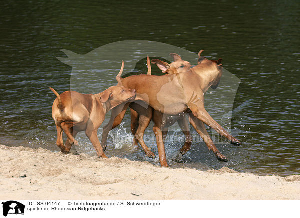 spielende Rhodesian Ridgebacks / playing Rhodesian Ridgebacks / SS-04147
