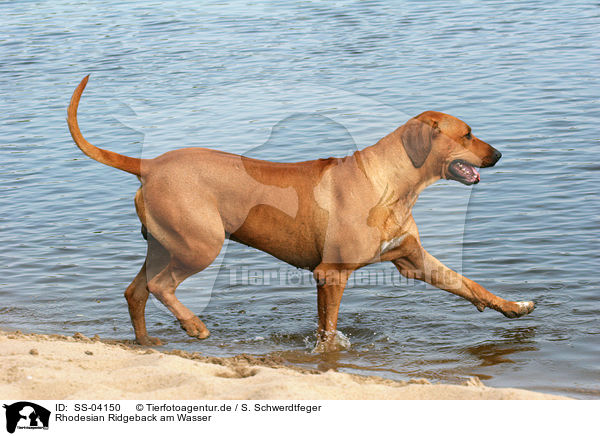 Rhodesian Ridgeback am Wasser / Rhodesian Ridgeback on the beach / SS-04150