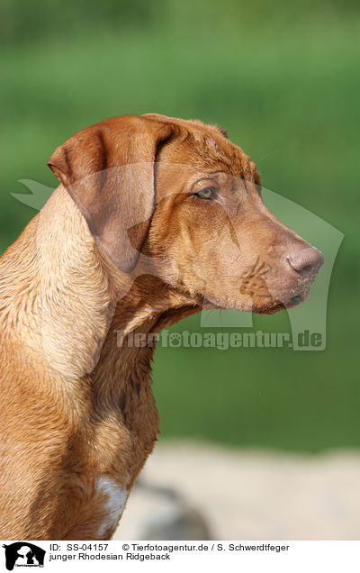 junger Rhodesian Ridgeback / young Rhodesian Ridgeback / SS-04157