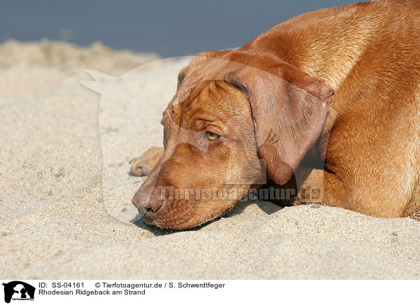 Rhodesian Ridgeback am Strand / Rhodesian Ridgeback on the beach / SS-04161