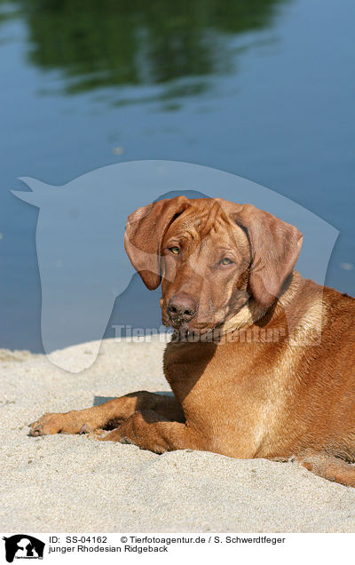 junger Rhodesian Ridgeback / young Rhodesian Ridgeback / SS-04162