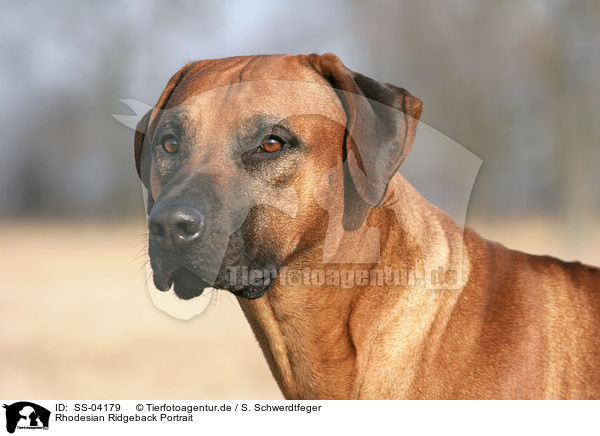 Rhodesian Ridgeback Portrait / SS-04179