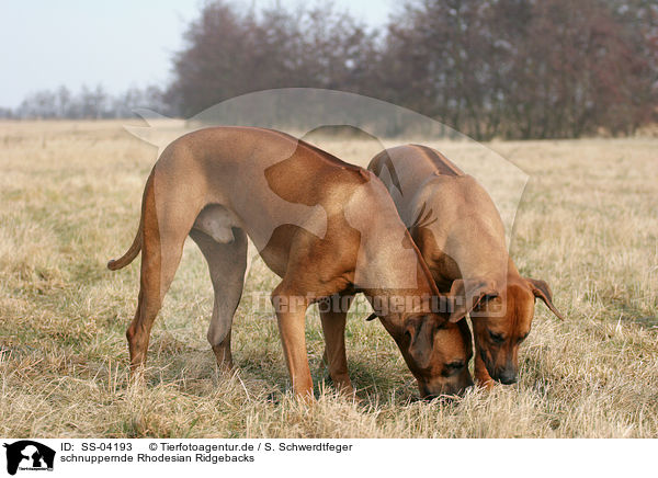 schnuppernde Rhodesian Ridgebacks / snuffling Rhodesian Ridgebacks / SS-04193