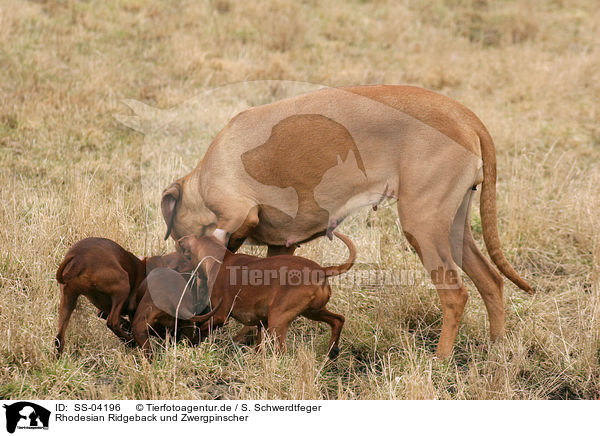 Rhodesian Ridgeback und Zwergpinscher / SS-04196