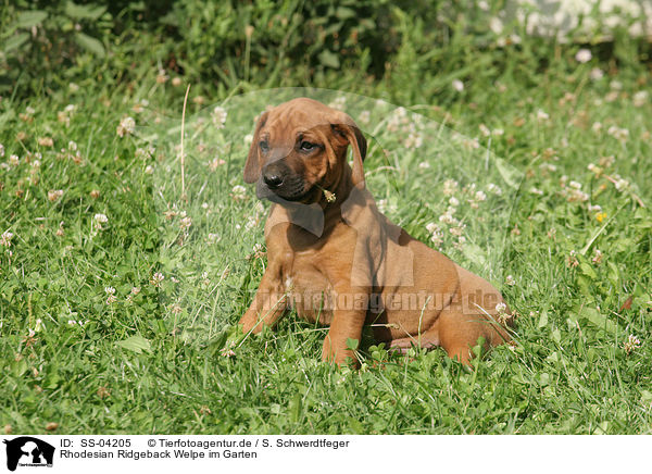 Rhodesian Ridgeback Welpe im Garten / Rhodesian Ridgeback Puppy in garden / SS-04205
