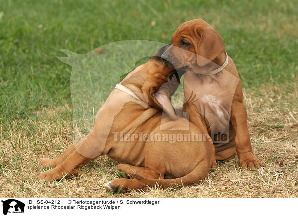 spielende Rhodesian Ridgeback Welpen / SS-04212