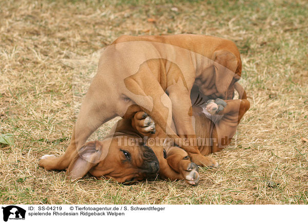 spielende Rhodesian Ridgeback Welpen / SS-04219