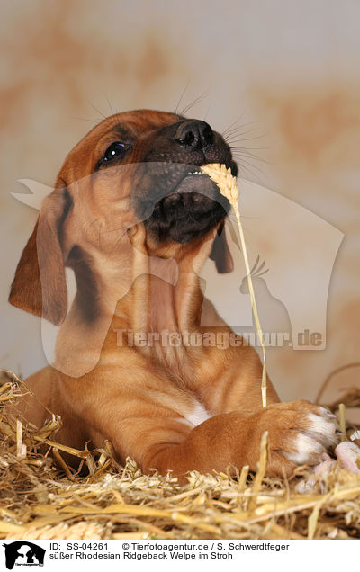 ser Rhodesian Ridgeback Welpe im Stroh / cute Rhodesian Ridgeback puppy in straw / SS-04261
