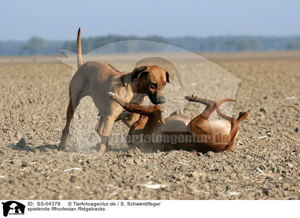spielende Rhodesian Ridgebacks / SS-04379