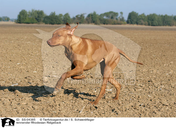 rennender Rhodesian Ridgeback / running Rhodesian Ridgeback / SS-04385