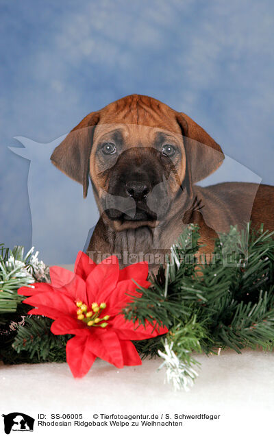 Rhodesian Ridgeback Welpe zu Weihnachten / Rhodesian Ridgeback puppy at christmas / SS-06005