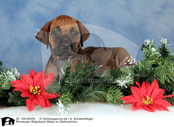 Rhodesian Ridgeback Welpe zu Weihnachten / Rhodesian Ridgeback puppy at christmas / SS-06006