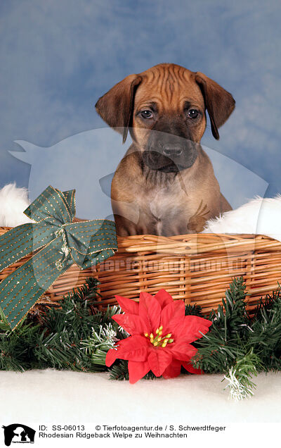 Rhodesian Ridgeback Welpe zu Weihnachten / Rhodesian Ridgeback puppy at christmas / SS-06013