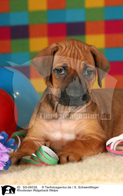 Rhodesian Ridgeback Welpe / Rhodesian Ridgeback Puppy / SS-06038