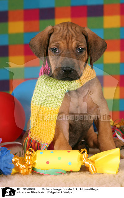 Rhodesian Ridgeback Welpe / Rhodesian Ridgeback Puppy / SS-06045