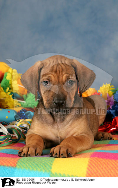 Rhodesian Ridgeback Welpe / SS-06051