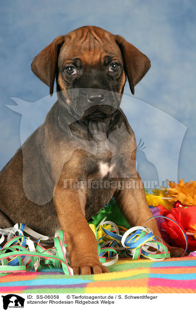 Rhodesian Ridgeback Welpe / Rhodesian Ridgeback Puppy / SS-06058