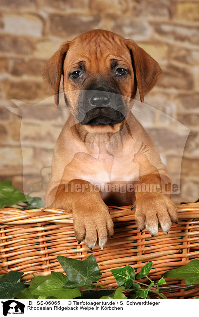Rhodesian Ridgeback Welpe in Krbchen / Rhodesian Ridgeback puppy in basket / SS-06065