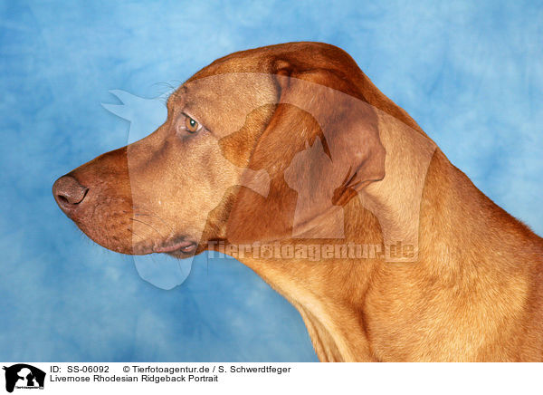 Livernose Rhodesian Ridgeback Portrait / Livernose Rhodesian Ridgeback Portrait / SS-06092