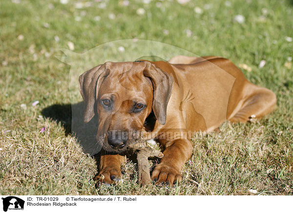 Rhodesian Ridgeback / Rhodesian Ridgeback / TR-01029
